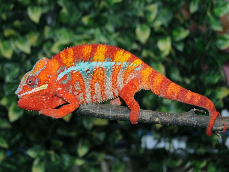 madagascar animals